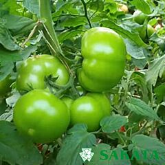 ХАЕТ F1 / HAET F1 - насіння томата (помідора), Sakata