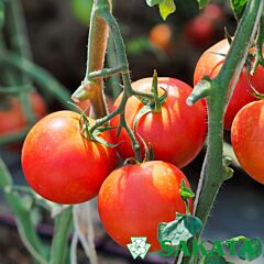 БЕЛЛА РОСА F1 / BELLA ROSA F1 - насіння томата (помідора), Sakata