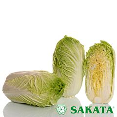 КІСЕКІ F1 / KISEKI F1 - насіння пекінської капусти, Sakata