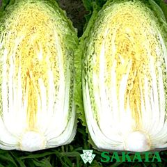 ЮКІ F1 / YUKI F1 - насіння пекінської капусти, Sakata