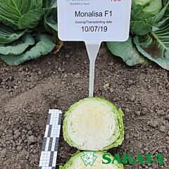 МОНА ЛІЗА F1 / MONA LIZA F1 - насіння білоголової капусти, Sakata