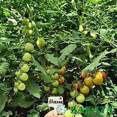 РИАННА F1 / RIANNA F1 - семена томата (помидора), Sakata