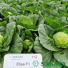ЕЛІЗА F1 / ELIZA F1 - насіння білоголової капусти, Sakata