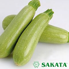 АРАЛ F1 / ARAL F1 - насіння кабачка, Sakata