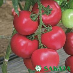 ПІНК ПАРАДАЙЗ F1 / PINK PARADISE F1 - насіння томата (помідора), Sakata