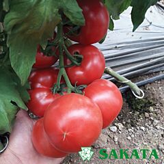 ПИНК ИМПРЕШН F1 / PINK IMPRESHN F1 - семена томата (помидора), Sakata