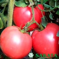 ПІНК МУН F1 / PINK MOON F1 - насіння томата (помідора), Sakata