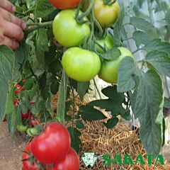 АДРІАТИКА F1 / ADRIATIKA F1 - насіння томата (помідора), Sakata