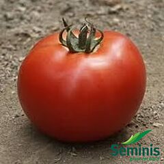 МІРСІНІ F1 / MIRSINI F1 - насіння томата (помідора), Seminis