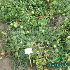РОЗАЛІЗА F1 / ROSALIESA F1 - насіння томата (помідора), Seminis