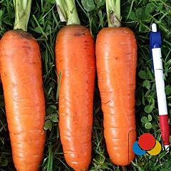 ТАНЖЕРІНА F1 (T-825) / TANJERINA F1 (T-825) - насіння моркви, Takii Seeds