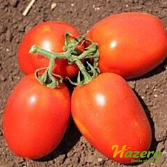 ГАЛІЛЕЯ F1 / GALILEIA F1 - насіння томата (помідора), Hazera