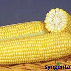 GSS8529 F1 / GSS8529 F1 - насіння цукрової кукурудзи, Syngenta