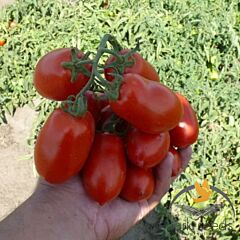 ХАРДІ F1 / HARDI F1 - насіння томата (помідора), Lark Seeds