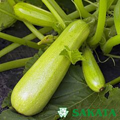 ИМПЕРАТОР F1 / IMPERATOR F1 - семена кабачка, Sakata