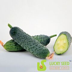 ДЖУНІОР F1 / JUNIOR F1 - насіння огірка, Lucky Seed