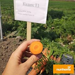 КАДАНС F1 / KADANS F1 - насіння моркви, Nunhems