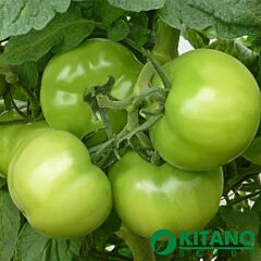 КІБО F1 (KS 222) / KIBO F1 (KS 222) - насіння томата (помідора), Kitano Seeds