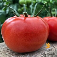 КЛАД F1 / KLAD F1 - насіння томата (помідора), Lark Seeds