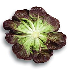 КЛІ / KLEE - насіння салату, Rijk Zwaan