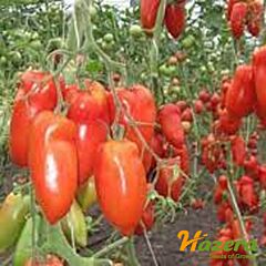 КОРНАБЕЛЬ F1 / KORNABEL F1 - насіння томата (помідора), Hazera