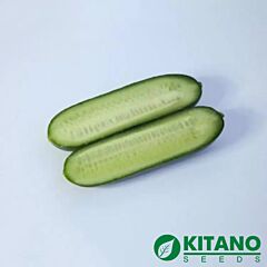 КС 1599 F1 / KS 1599 F1 - насіння огірка, Kitano Seeds