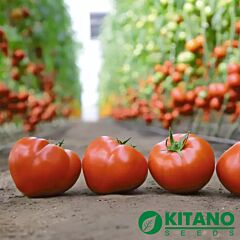 КС 204 F1 / KS 204 F1 - семена томата (помидора), Kitano Seeds