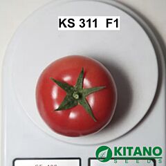 КС 311 F1 / KS 311 F1 - насіння томата (помідора), Kitano Seeds