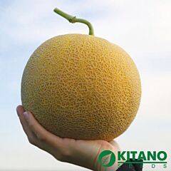 КС 33 F1 / KS 33 F1 - семена дыни, Kitano Seeds