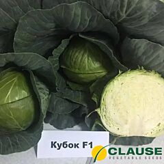 КУБОК F1 / KUBOK F1 - насіння білоголової капусти, Clause