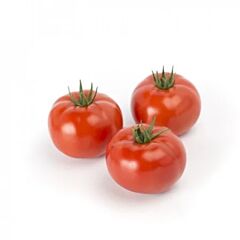 ЛОГУР F1 / LOGURE F1 - семена томата (помидора), Rijk Zwaan