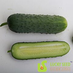 LS 1912 F1 - насіння огірка, Lucky Seed