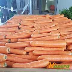 МАЕСТРО F1 / MAESTRO F1 - насіння моркви, Hazera