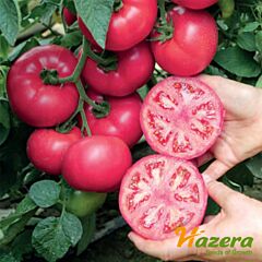 МАНІСТЕЛЛА (3626) F1 / MANISTELLA F1 - насіння томата (помідора), Hazera