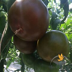 МАВР F1 / MAVR F1 - насіння томата (помідора), Lark Seeds
