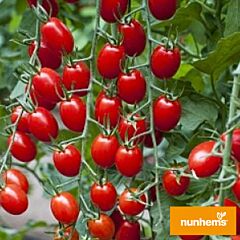 МЕТРО F1 / METRO F1 - семена томата (помидора), Nunhems