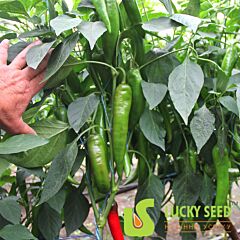 МЕХИКО F1 / MEXIKO F1 - семена перца, Lucky Seed