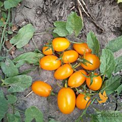 МІНІКІН F1 / MINIKIN F1 - насіння томата (помідора), Lark Seeds