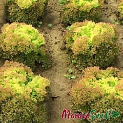 МЕРЛОТ / MERLOT - насіння салату, Moravoseed