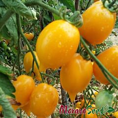 ЦИТРИНА / CITRINA - семена томата (помидора), Moravoseed