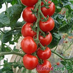 ІДІЛ / IDIL - насіння томата (помідора), Moravoseed