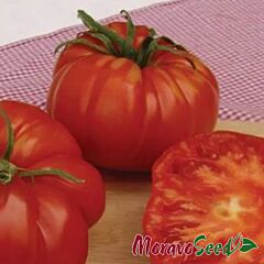 БРУТУС / BRUTUS - насіння томата (помідора), Moravoseed