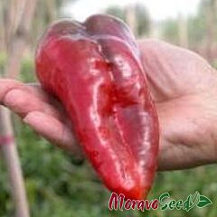 ФАТІМА / FATIMA - насіння перцю, Moravoseed