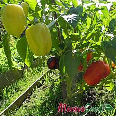 БОНЕТА / BONETA - насіння перцю, Moravoseed