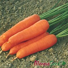 СТУПИЦКА / STUPITCKA - семена моркови, Moravoseed