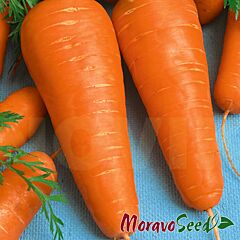 КАТРІН / KATRIN - насіння моркви, Moravoseed