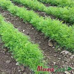 МОРАВАН (ТАТРАН) / MORAVAN (TATRAN) - насіння кропу, Moravoseed
