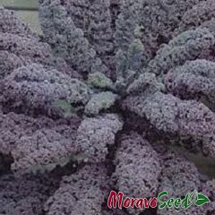 СКАРЛЕТ / SKARLET - семена листовой капусты, Moravoseed