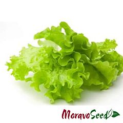 РЕКОРД / REKORD - насіння салату, Moravoseed