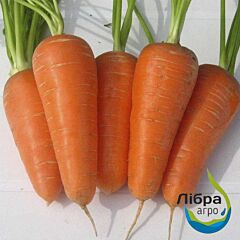 РЕД КОР / RED KOR - насіння моркви, LibraSeeds (Erste Zaden)